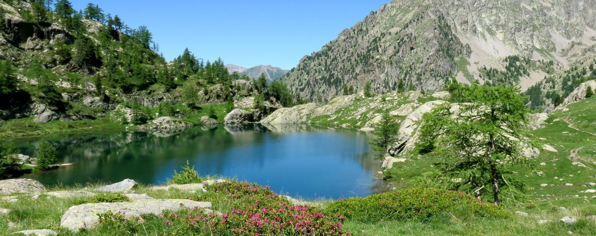 Lac de montagne et rhododendrons - Mercantour - Alpes - France