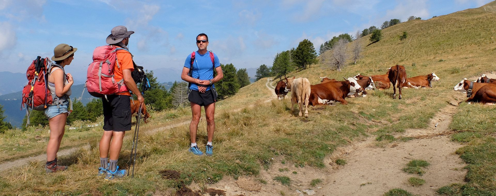 Randonneurs et troupeau de vaches en alpage - Mercantour - Alpes - France