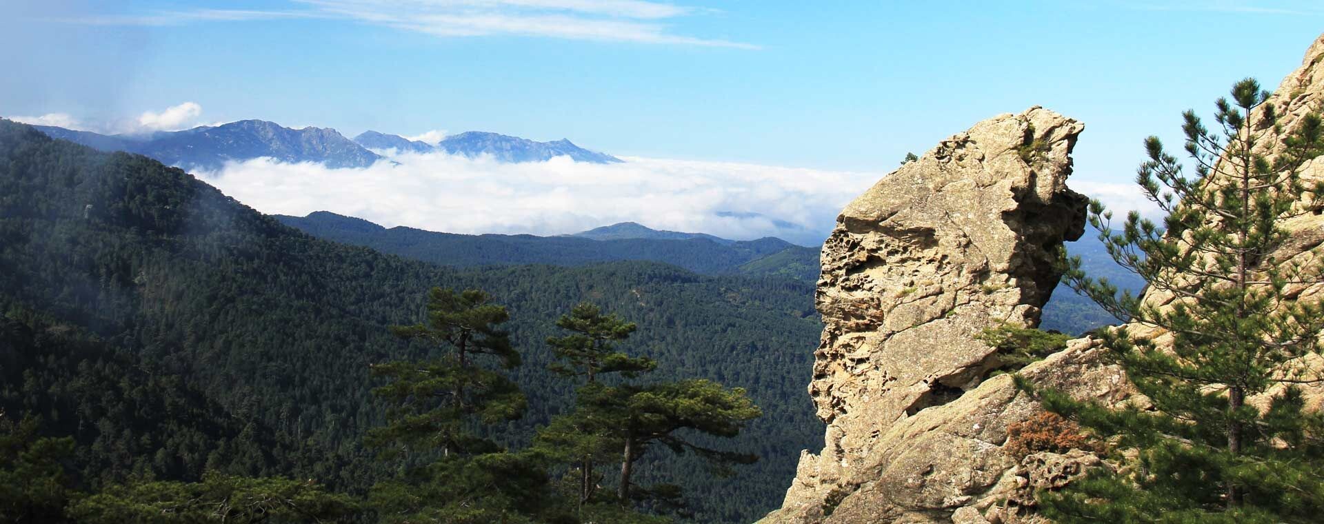 Rocher granitique et forêt de pins - Corse - France