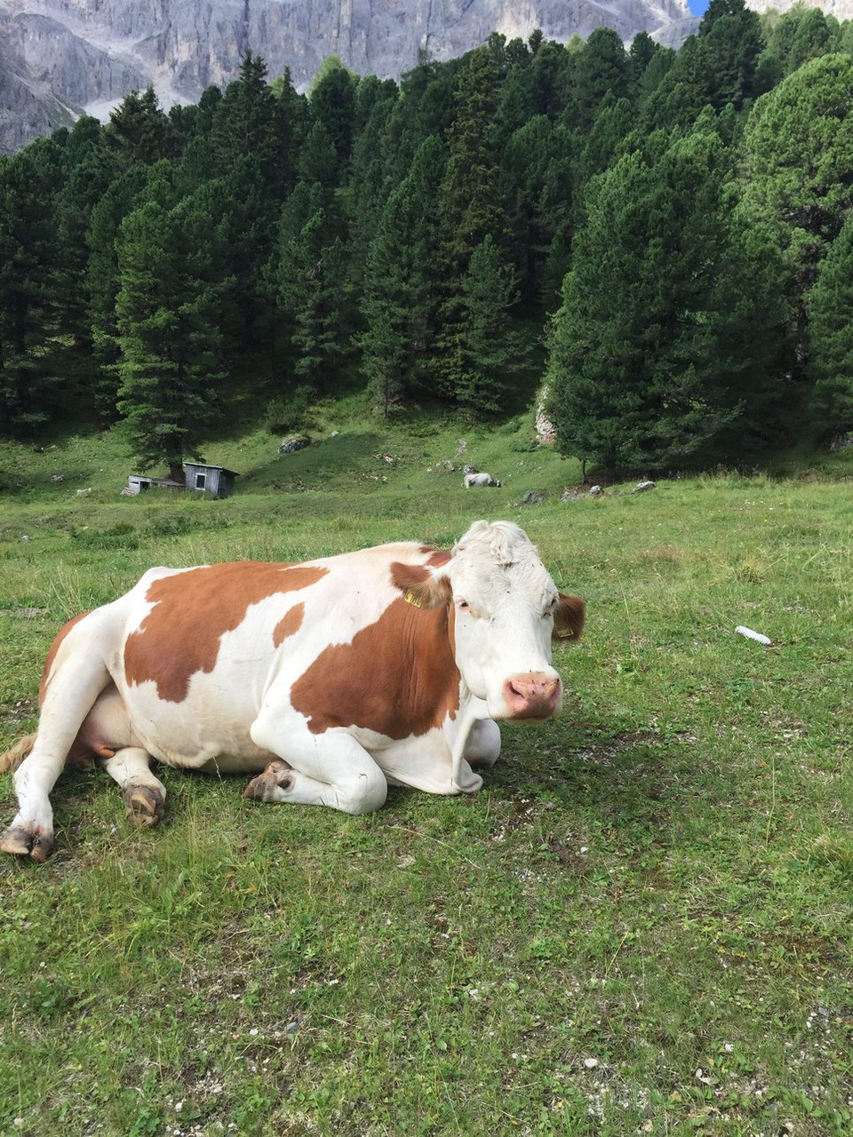 Vache au repos dans un alpage - Dolomites - Italie