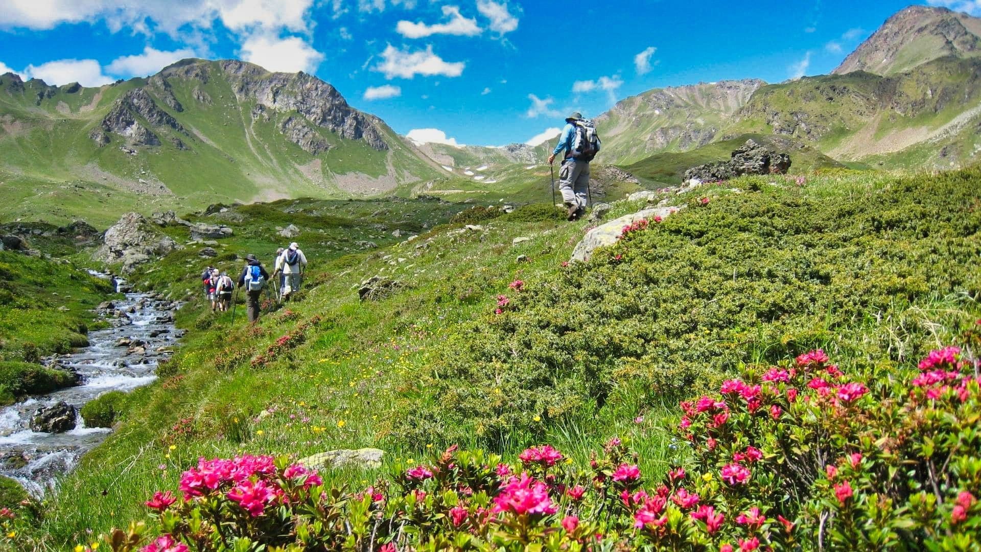 Grand Paradis En Fleurs C Francois Ribard - Italie