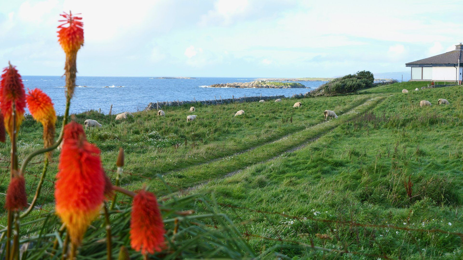 Paysage verdoyant de la péninsule de Dingle - Kerry - Irlande