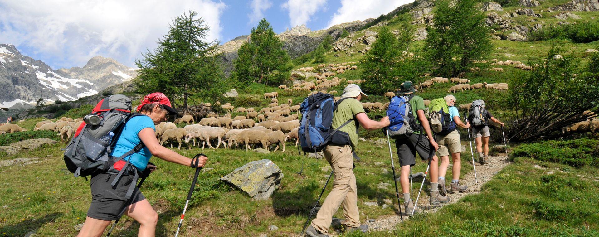 Randonneurs croisant un troupeau de moutons - Tour de l'Oisans - Alpes