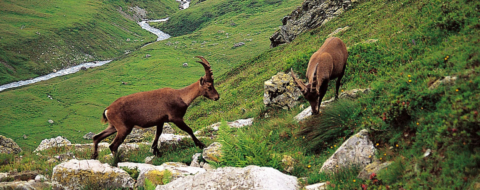 Bouquetins sur un versant herbeux au-dessus d'un torrent - Alpes du Nord - France