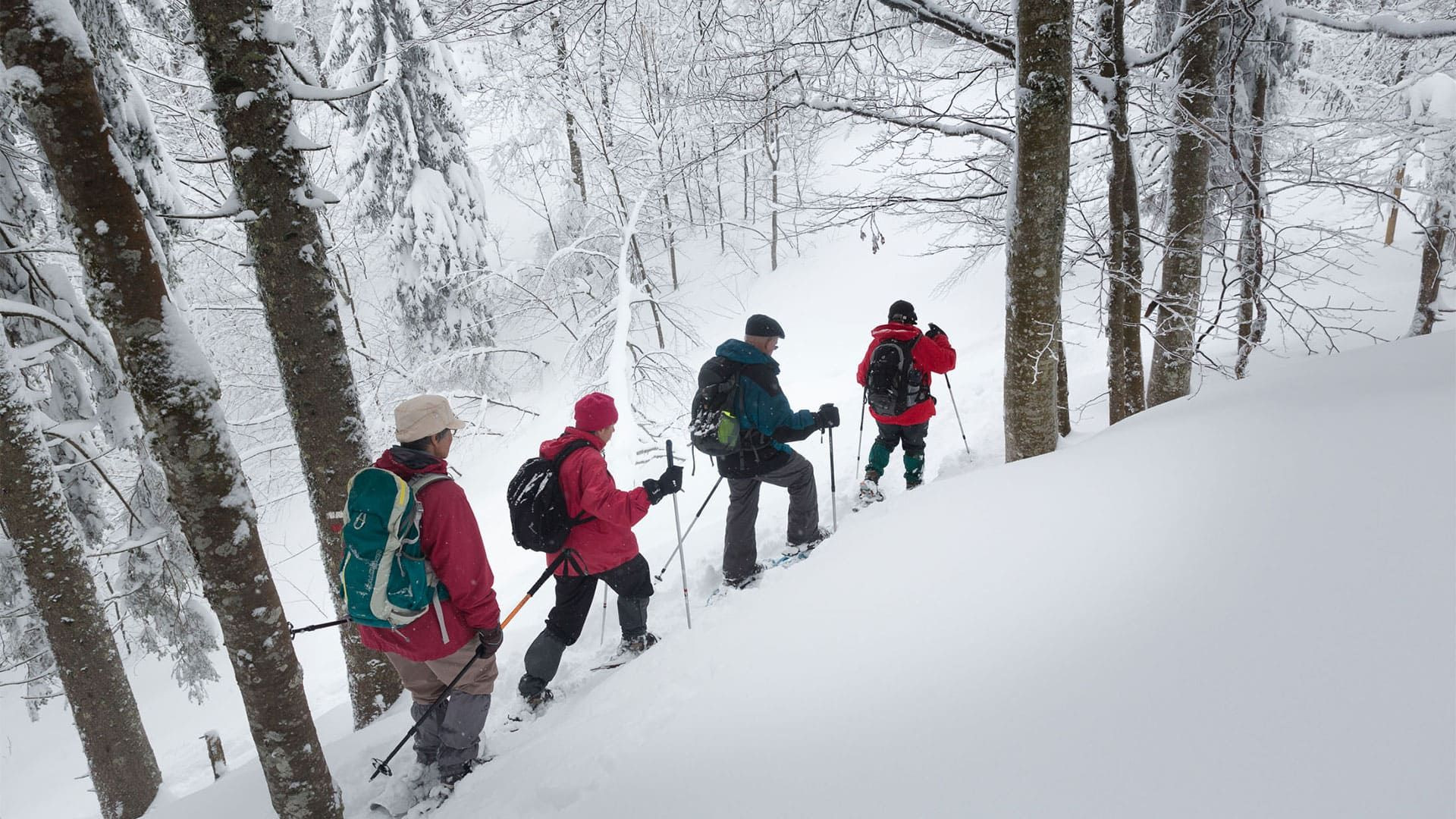Randonnée en raquettes en forêt enneigée - Jura - France