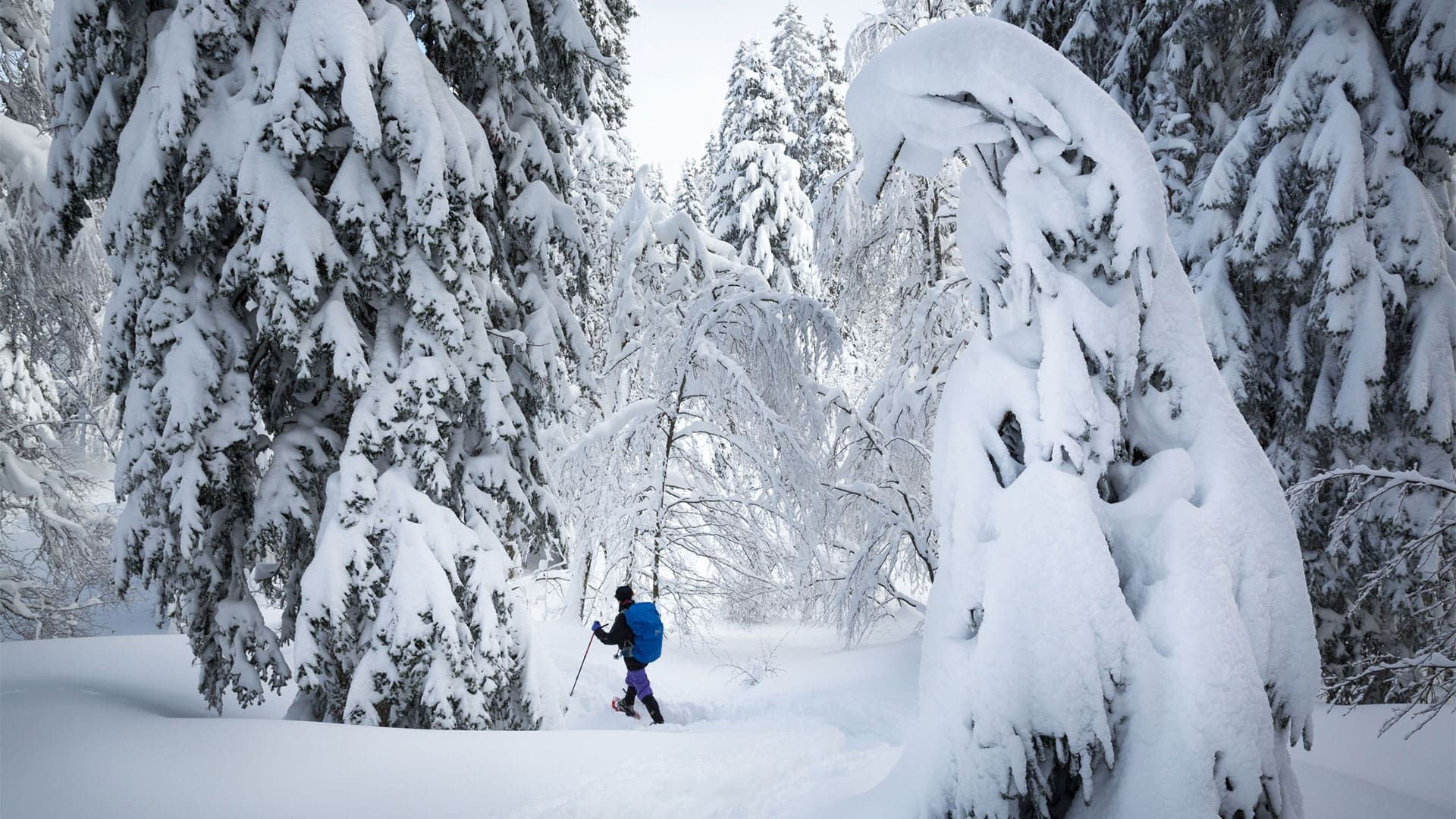 Randonneur en raquettes dans la forêt enneigée - Jura - France