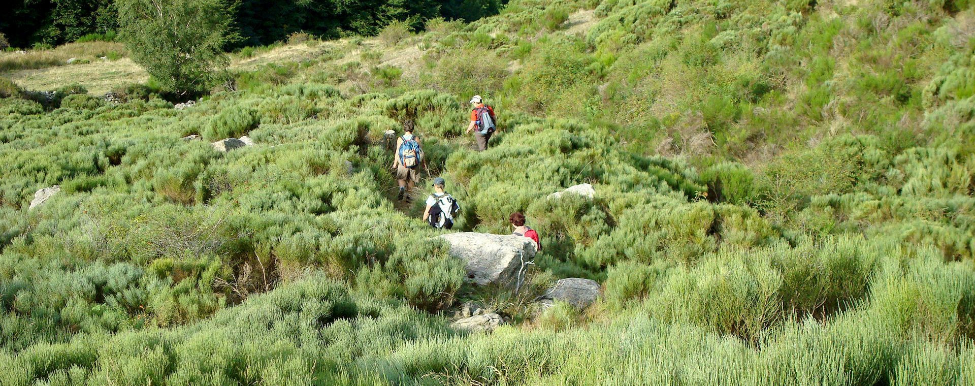 Randonneurs dans les landes de genêts - Aravis - Haute-Savoie - France