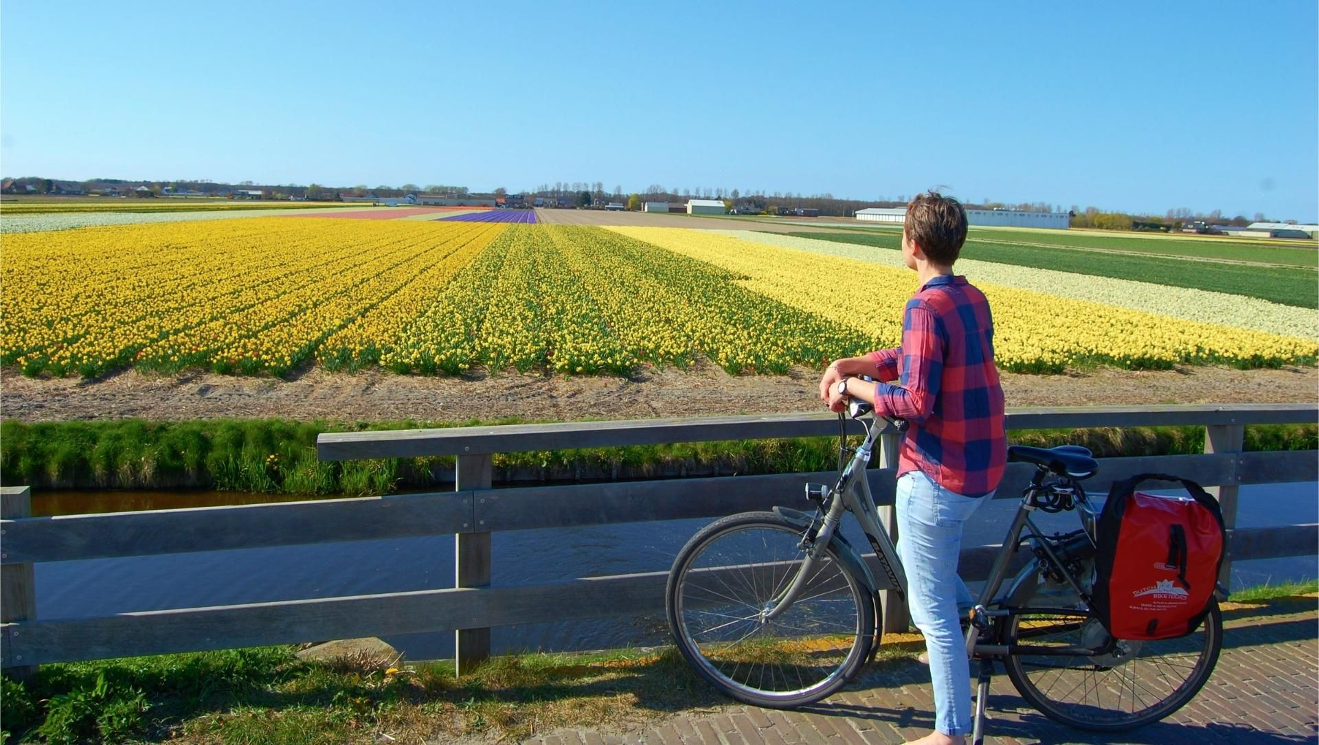 Cycliste devant les champs de tulipes - Hollande - Pays-Bas