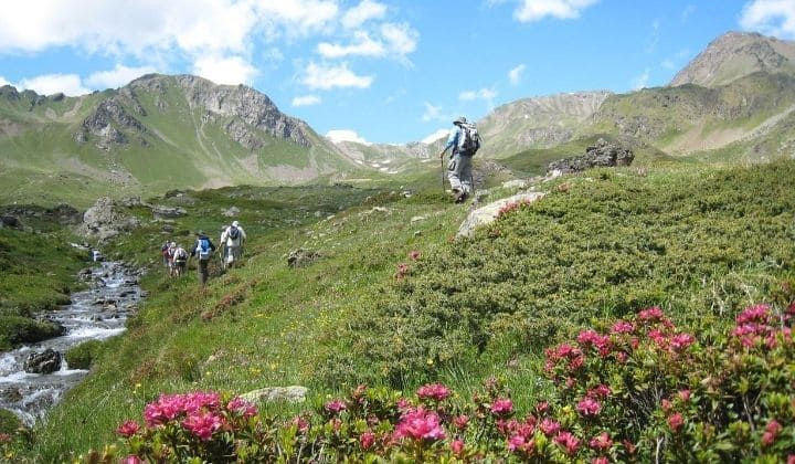 © François Ribard Randonneurs parmi les rhododendrons - Tour du Grand Paradis - Alpes