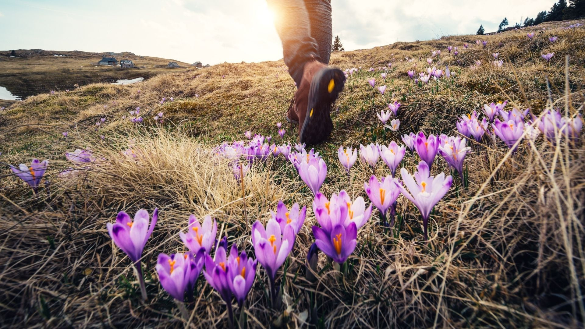 Randonneur parmi les crocus en fleur - Printemps alpin - Alpes