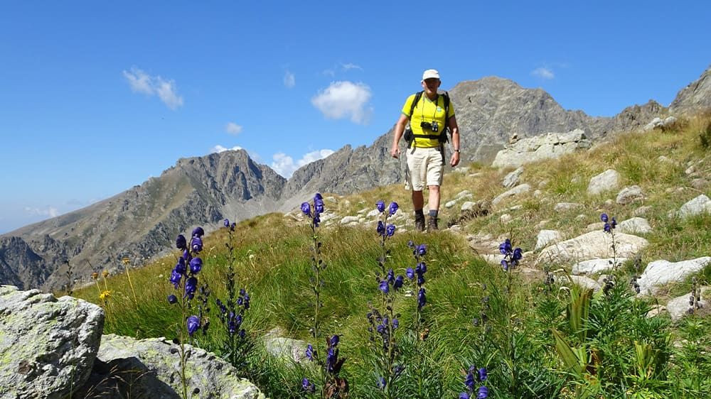 © Éric Burlet Randonneur parmi les aconits en fleurs - Mercantour - Alpes - France