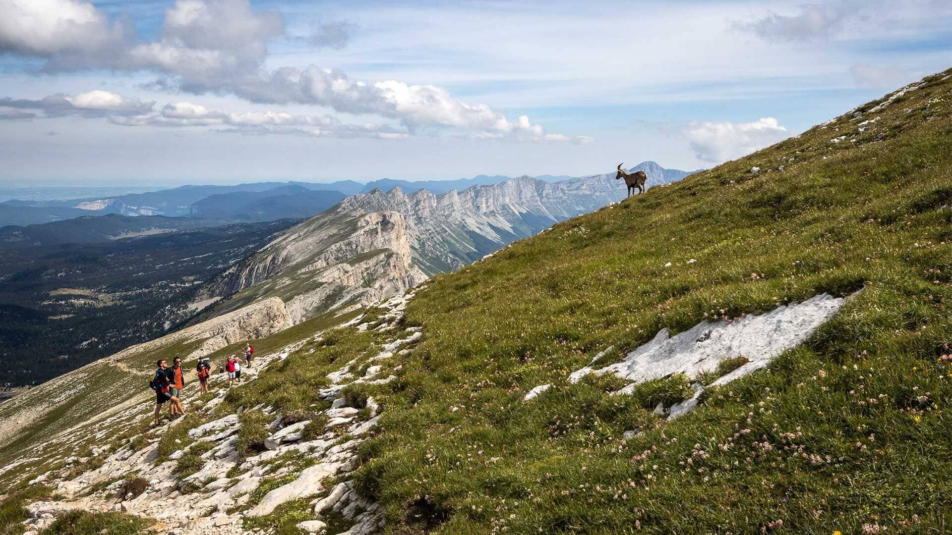 Randonneurs et bouquetin sur les pentes du Grand Veymont - Vercors - France
