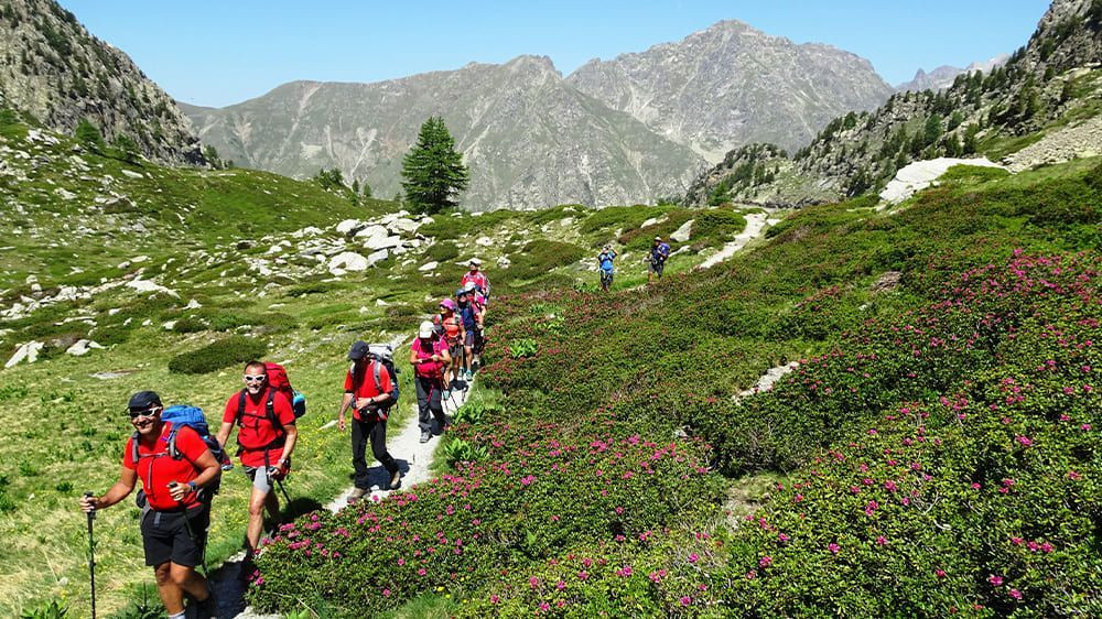 Randonneurs dans les prairies à rhododendrons en montagne - Mercantour - France