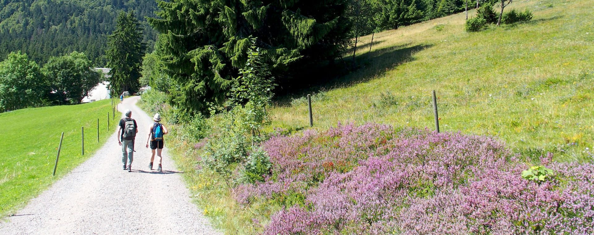 Randonneurs sur un sentier fleuri de bruyère - Forêt-Noire, Allemagne