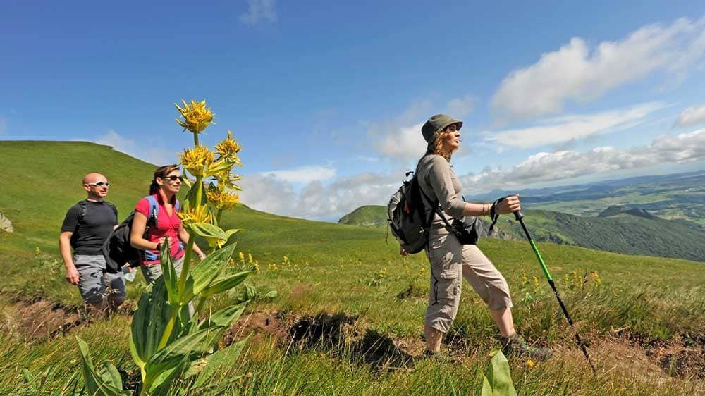 Randonneurs en estive avec gentiane jaune - Massif du Sancy - Auvergne - France