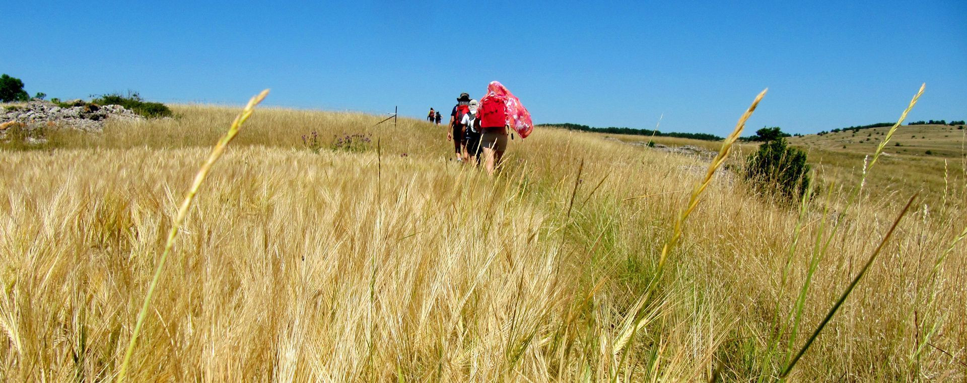 Randonneurs dans les hautes herbes du causse - Corse-du-Sud - France
