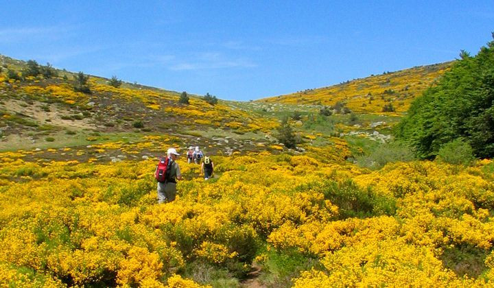 Randonneurs parmi les genêts en fleurs - Cévennes - France