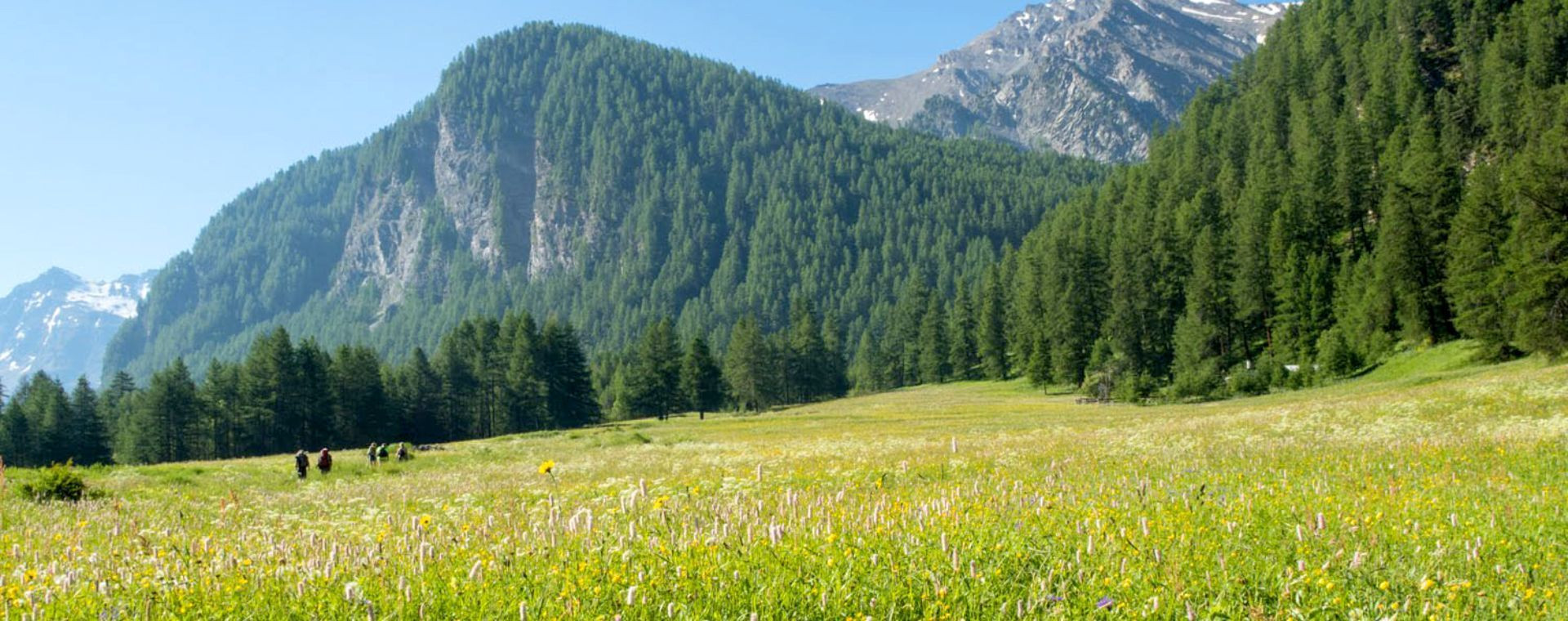 Randonnée dans une prairie fleurie au pied des montagnes boisées - Alpes - France