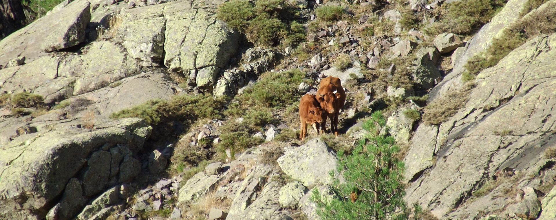 Vaches dans les rochers le long du GR20 - Corse - France
