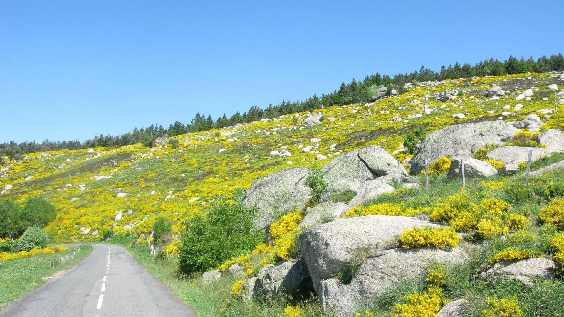 Route bordée de genêts en fleurs sur le chemin de Stevenson - Massif central - France