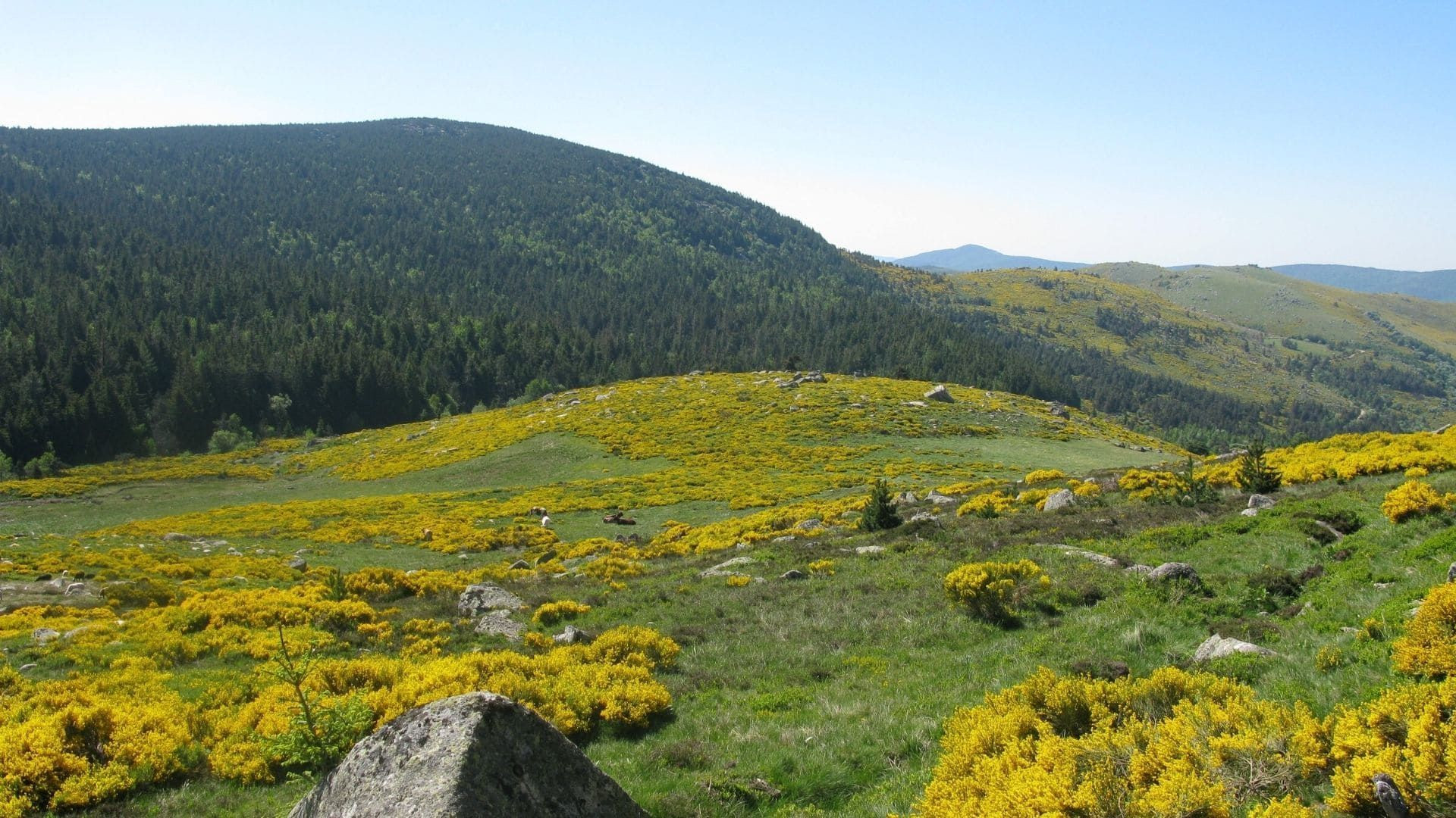 Randonnée sur les hauts plateaux fleuris de genêts - Mont Lozère, Massif central - France