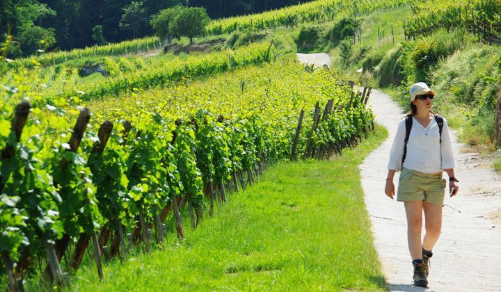 Randonnée dans les vignes d'Alsace - France
