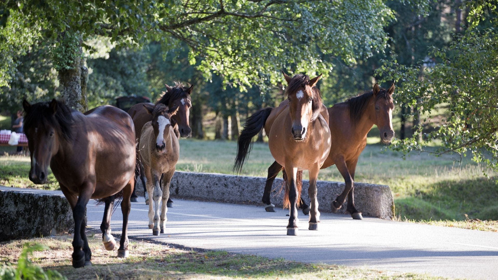Chevaux sauvages sur un chemin de campagne - Castro Laboreiro - Portugal