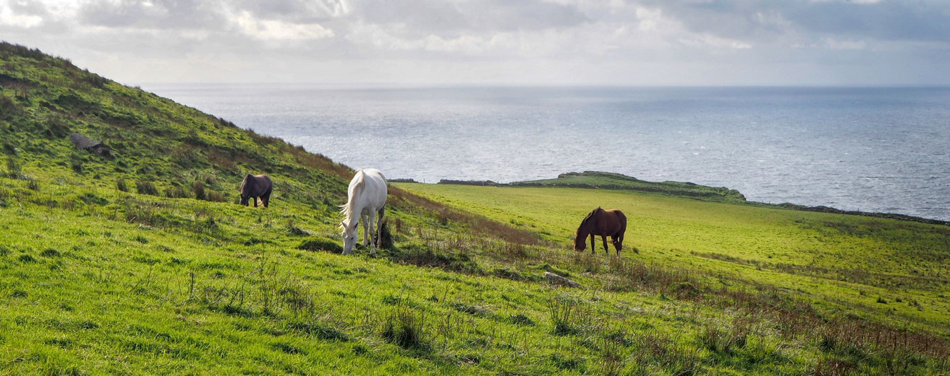 Chevaux pâturant sur une colline côtière - Irlande