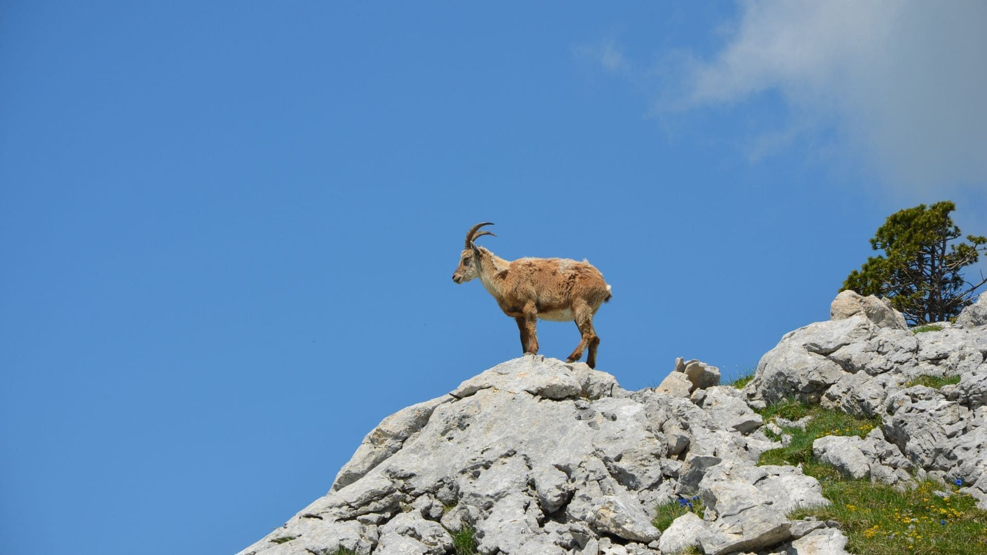 Bouquetin près du Grand Veymont - Vercors - France