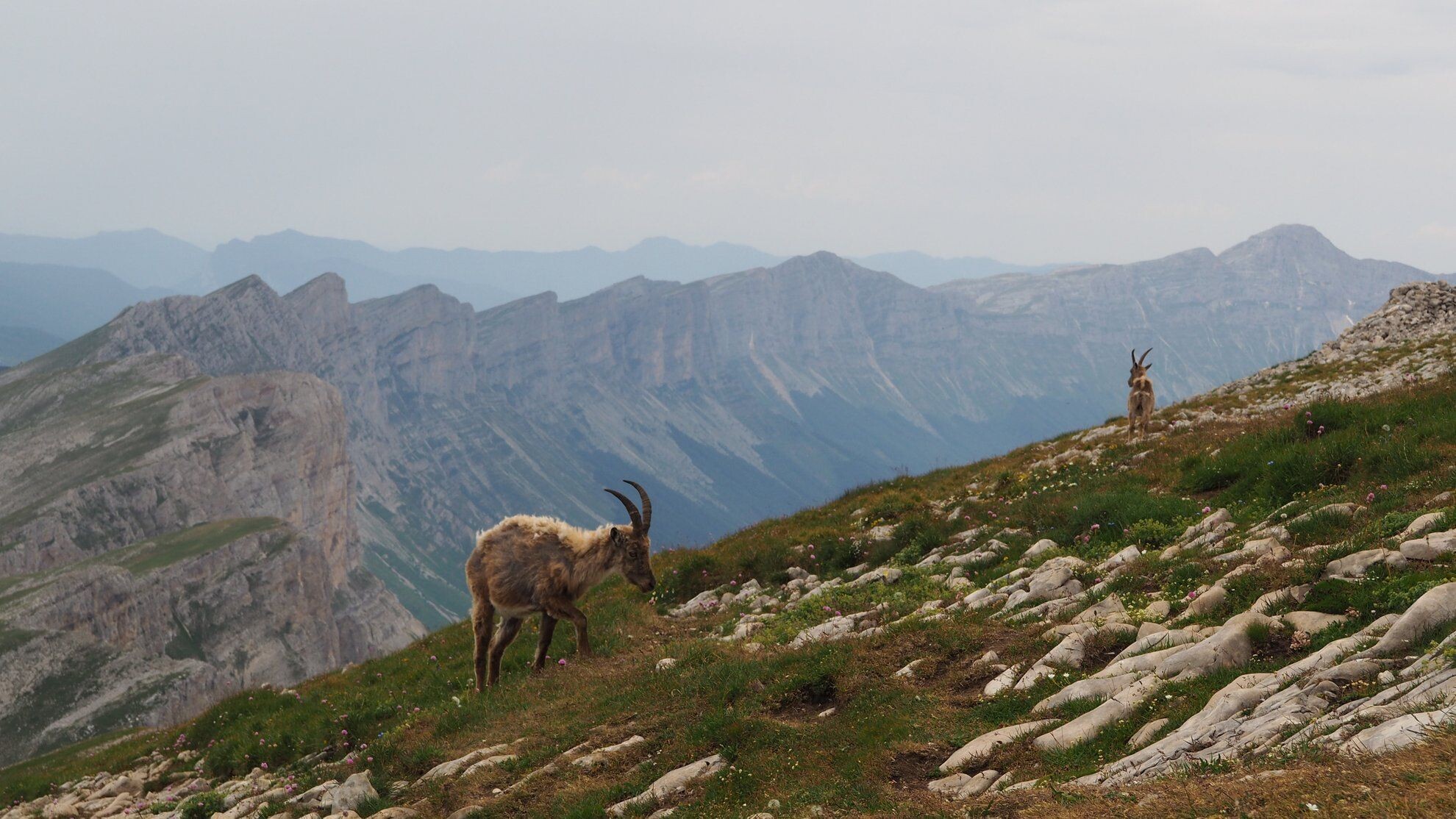 Bouquetins sur une crête calcaire - Préalpes françaises - France