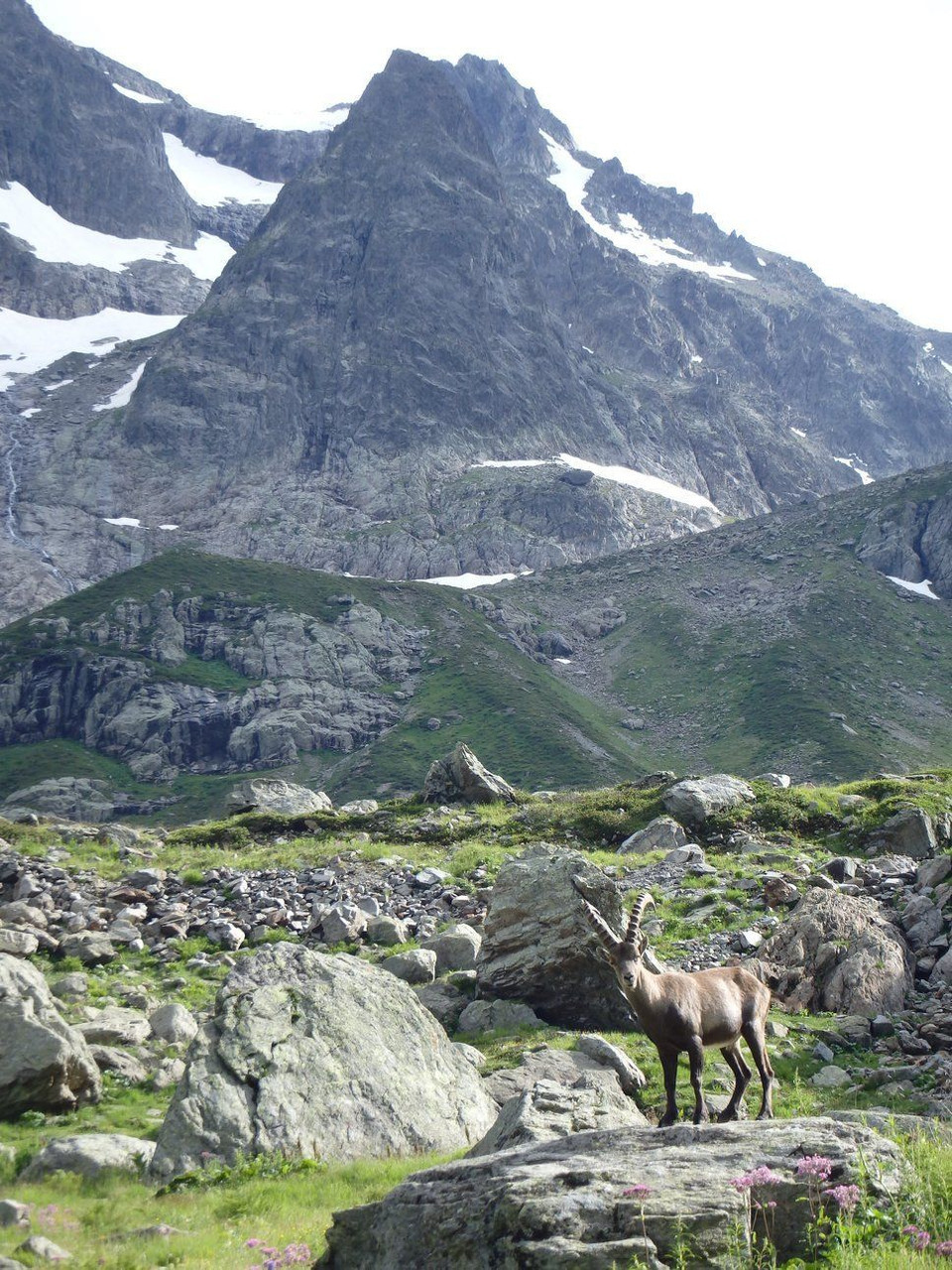 bouquetin tour du mont blanc