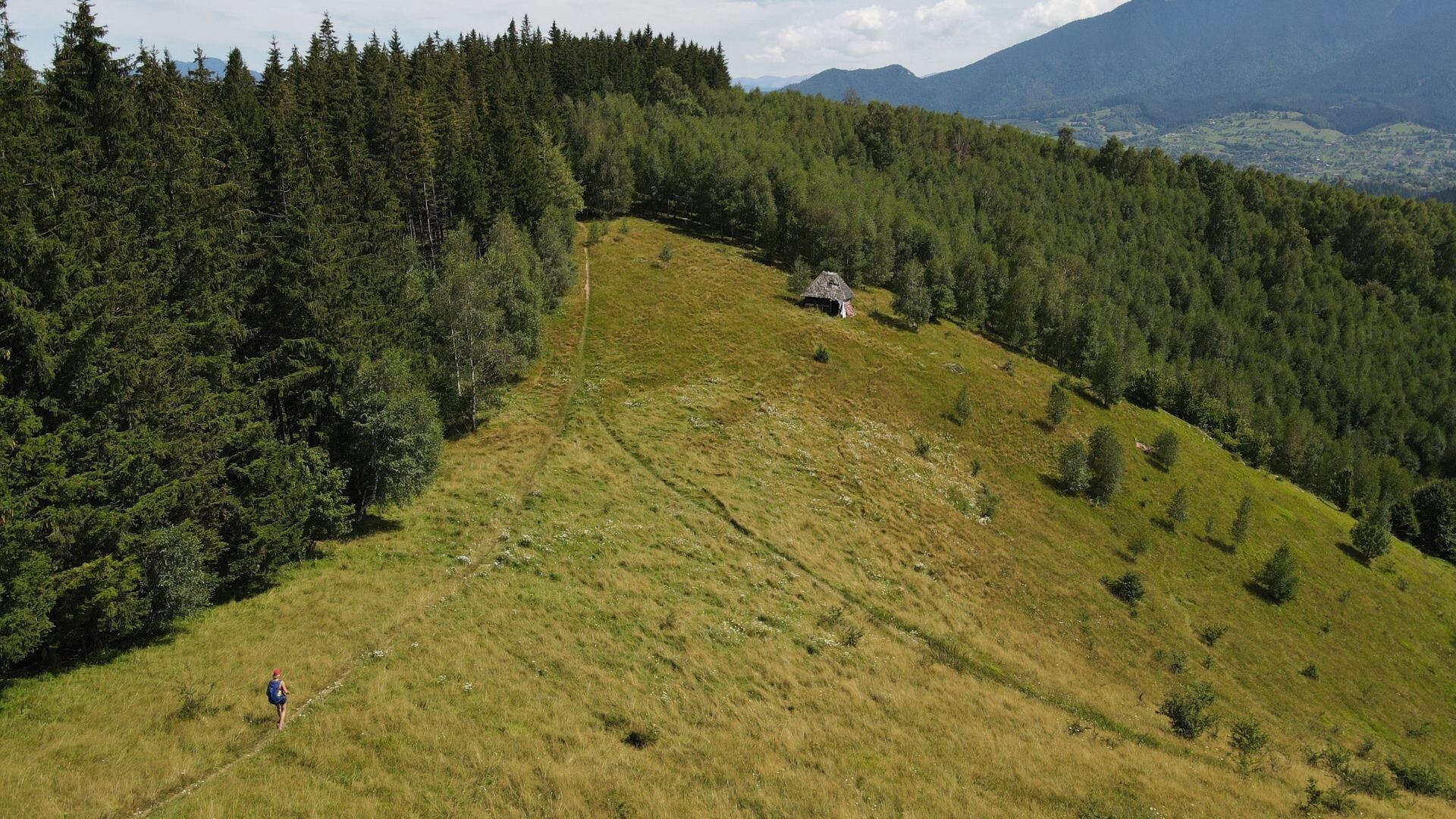 Randonneur sur une crête herbeuse boisée - Carpates - Roumanie