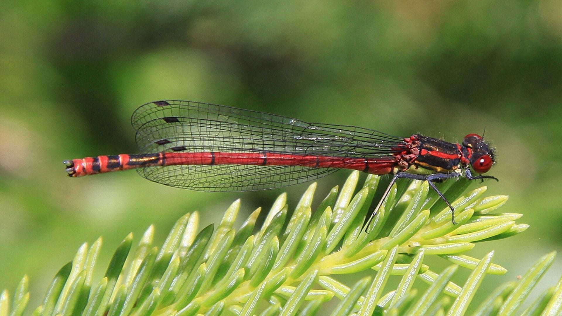 Libellule rouge agrion posée sur un conifère - Cévennes - France