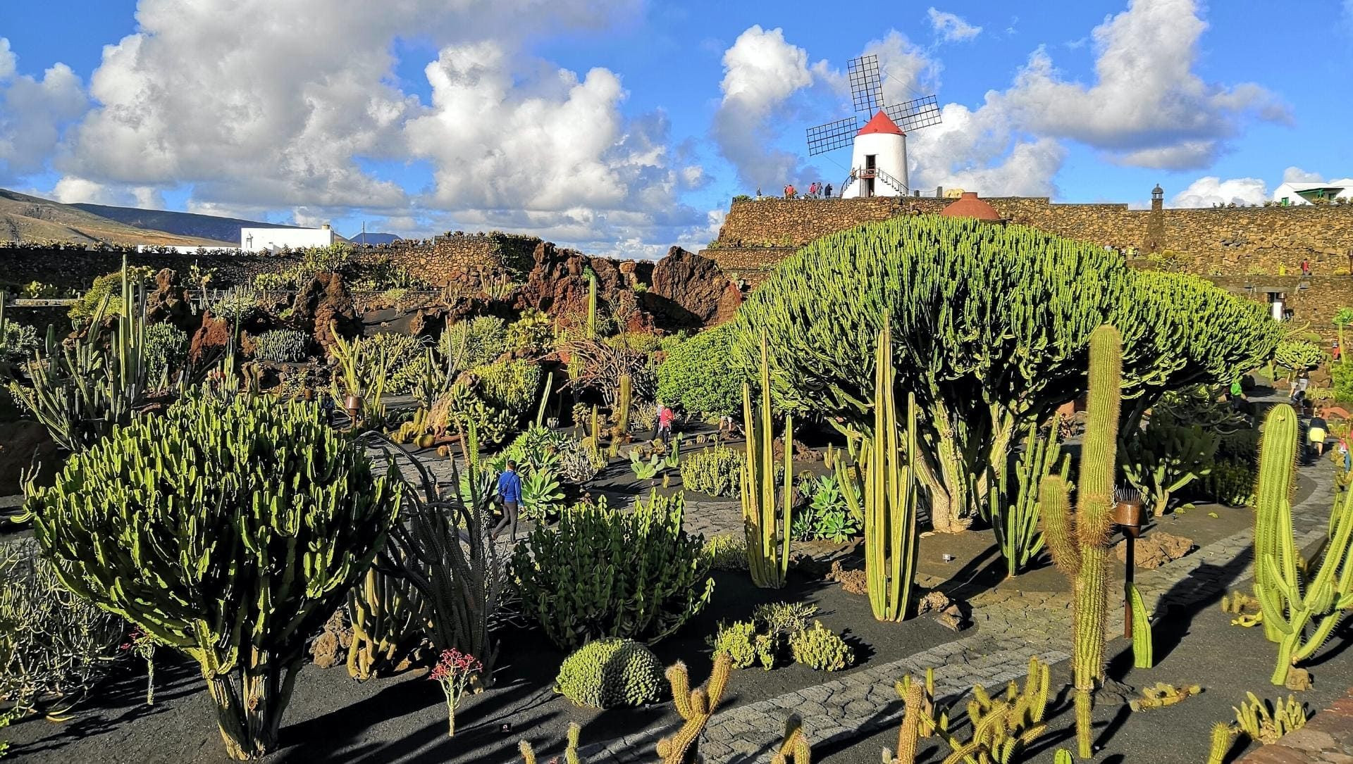 Jardin de cactus et moulin à vent à Teguise - Lanzarote - Espagne