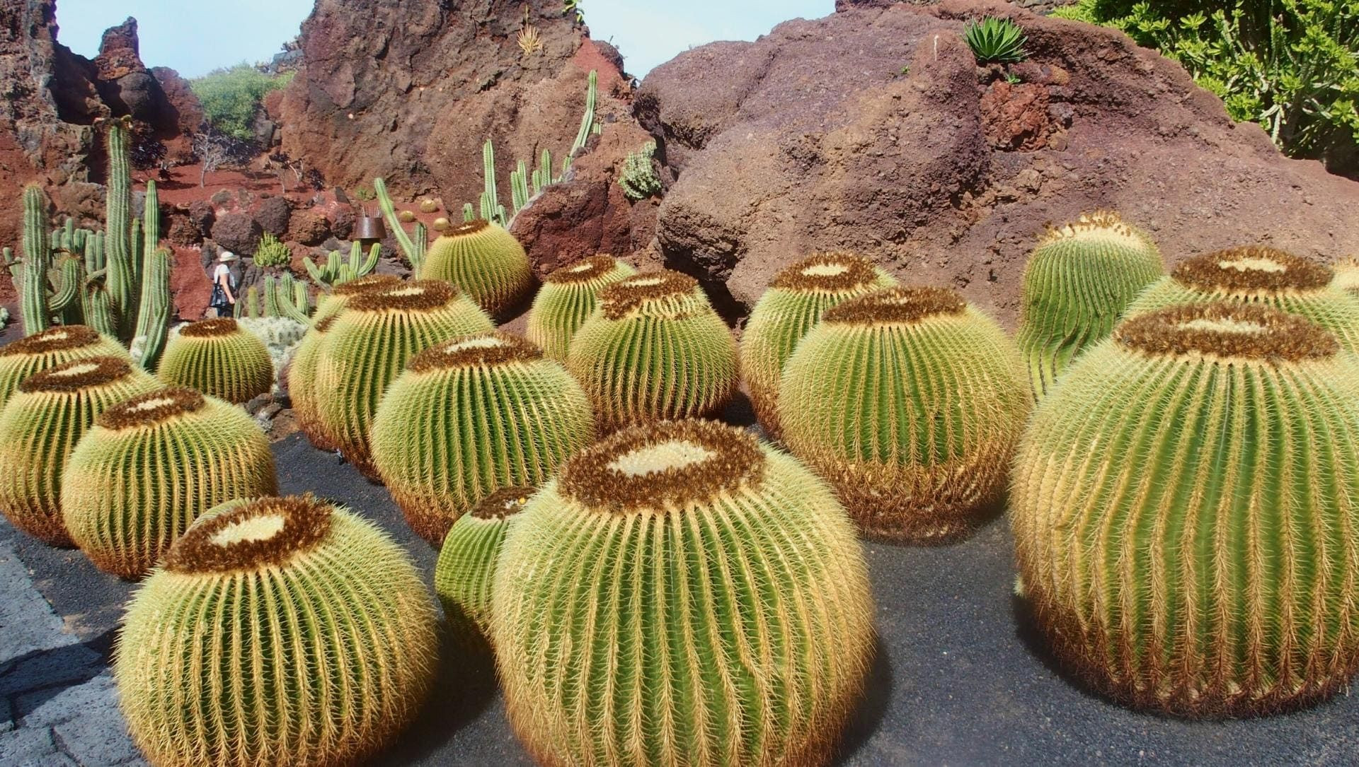 Cactus du Jardín de Cactus de Teguise - Lanzarote - Espagne