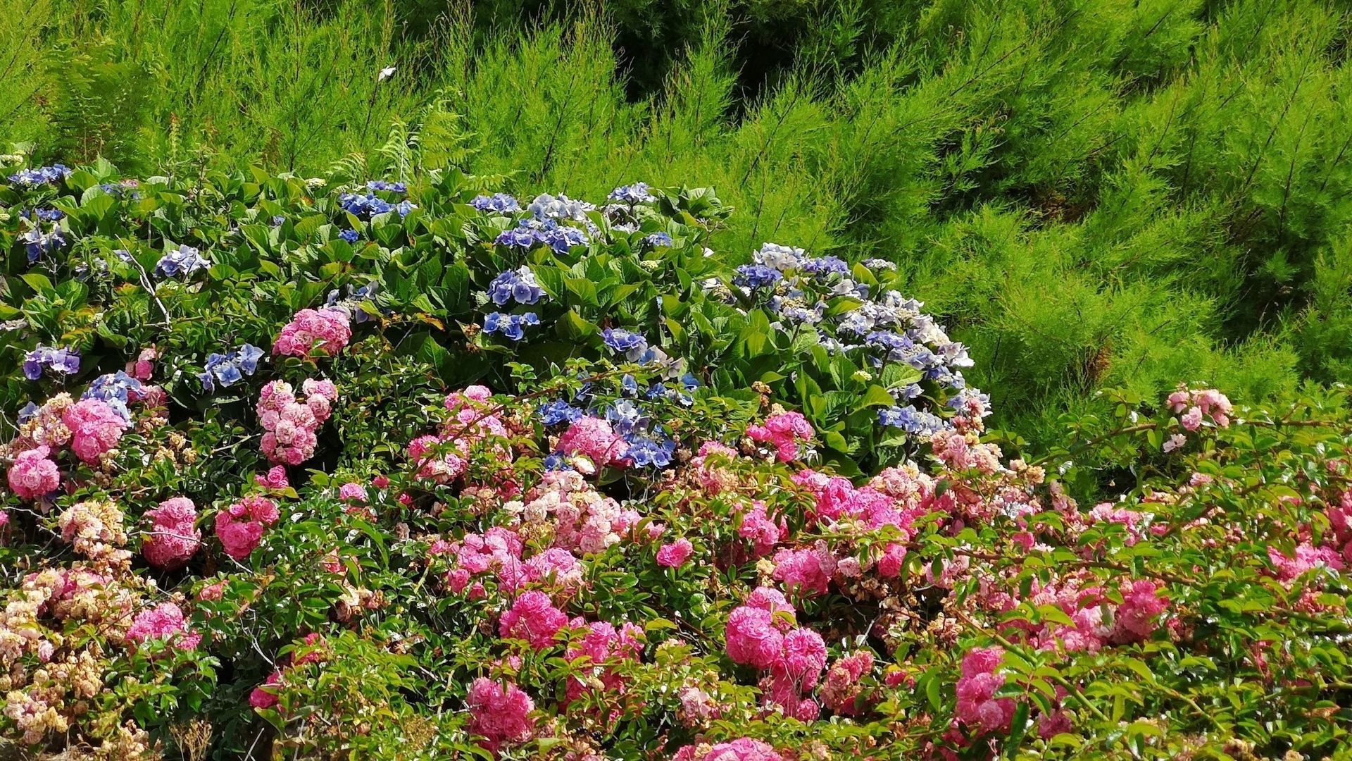 Massif d'hortensias roses et bleus - France