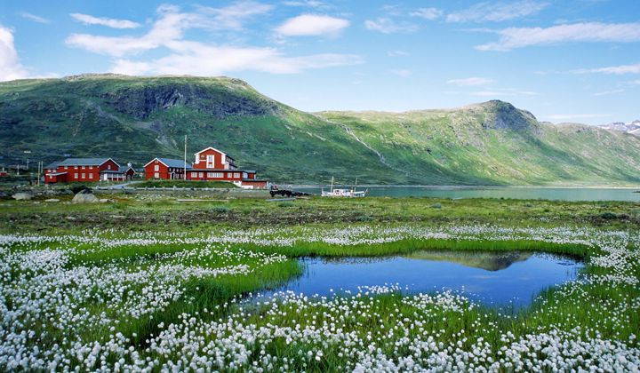 Paysage du Jotunheimen avec linaigrettes - Norvège