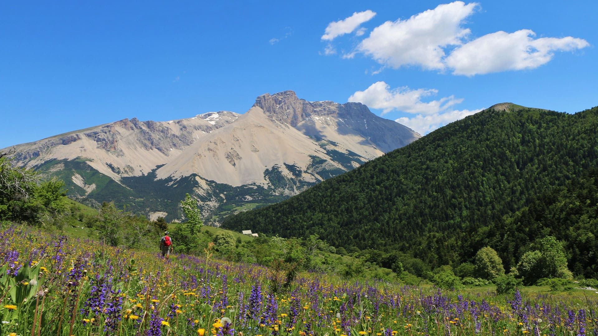 © Damien Desbenoit Randonneur dans une prairie fleurie face au sommet - Dévoluy - Alpes - France
