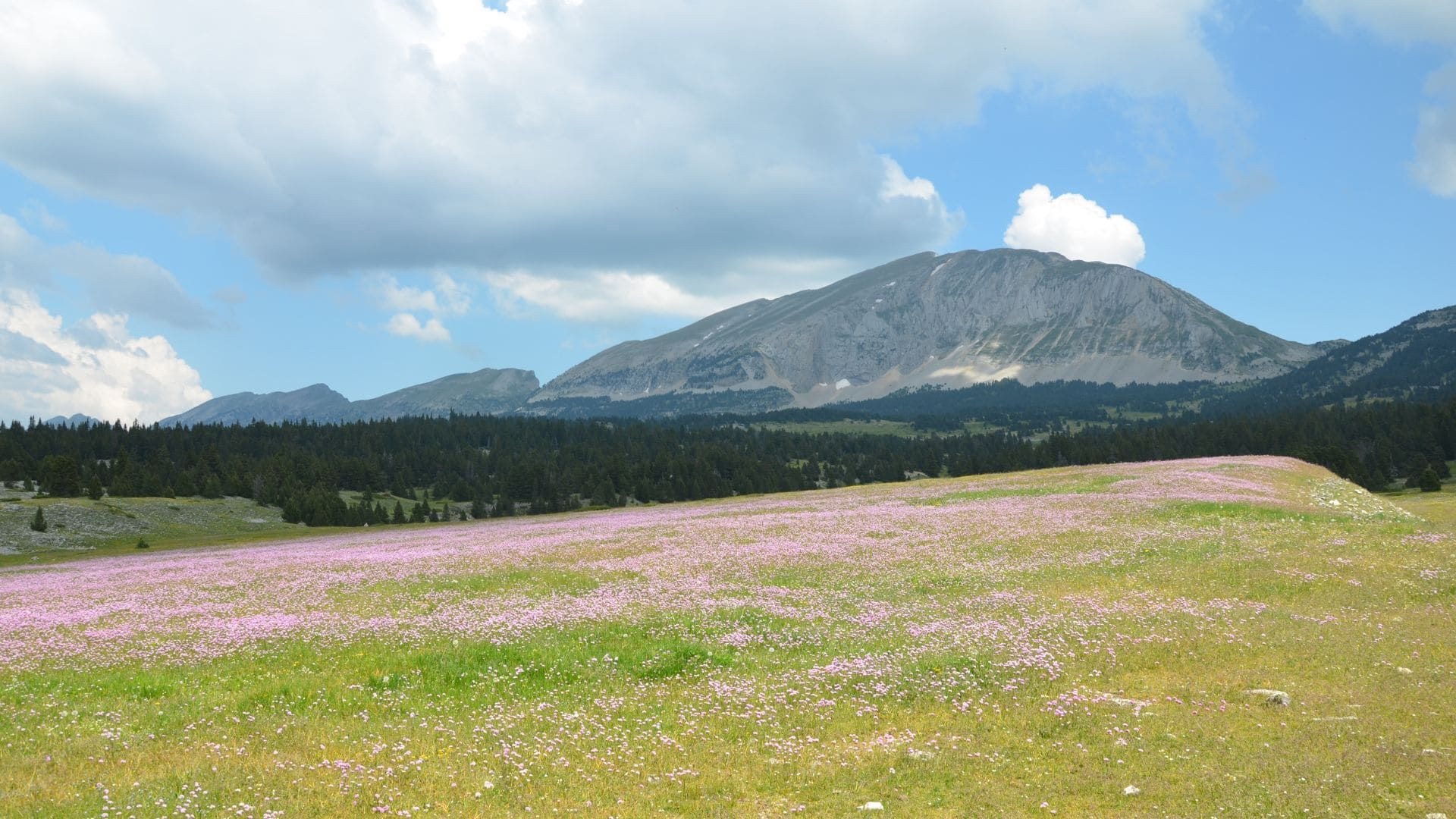 © Quentin Vanaker La Flore Des Hauts Plateaux Du Vercors Alpes Du Nord France C Quentin Vanaker - Alpes