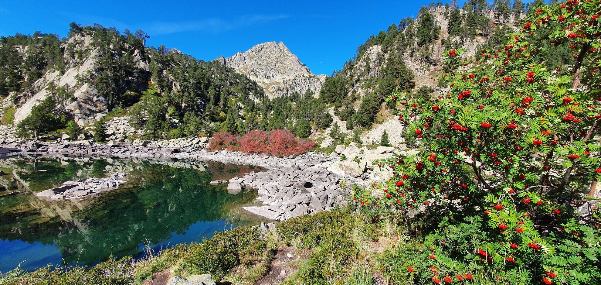 Lac de montagne et sorbier - Lacs de Gerber - Pyrénées