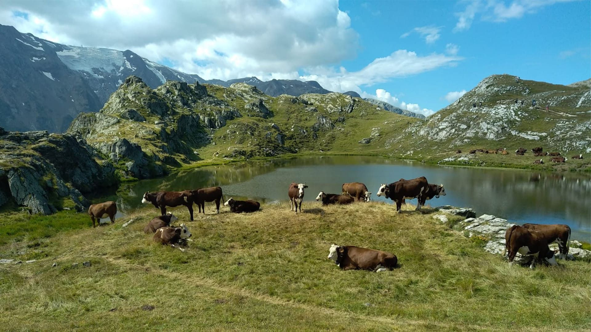 Troupeau de vaches près d'un lac d'altitude - Tour de l'Oisans - France