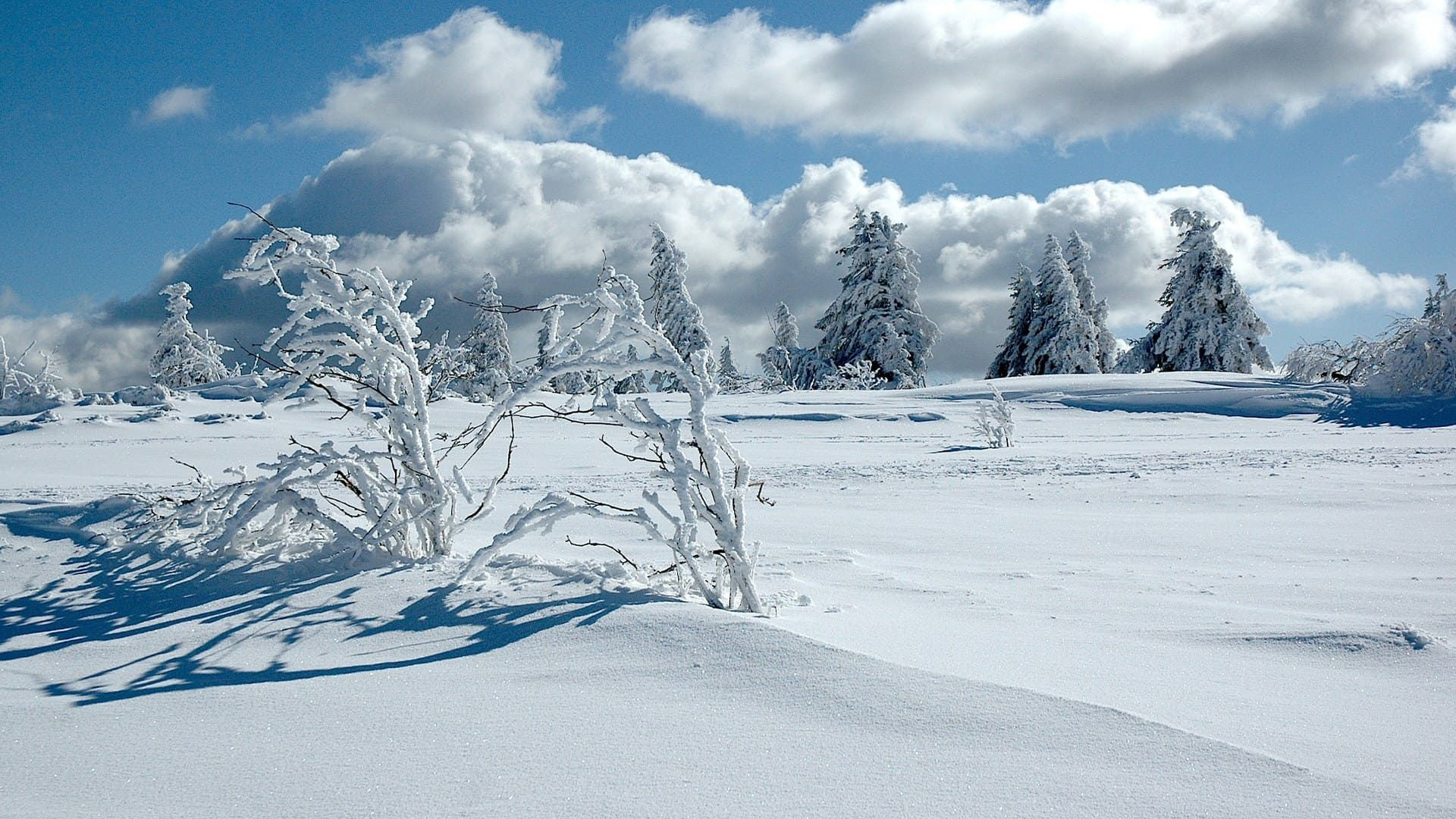 Paysage enneigé du Gazon du Faing - Vosges - France