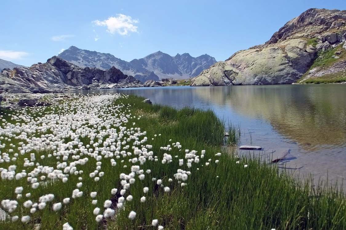 Lac de montagne et linaigrettes - Lac Blanchet - Alpes - France