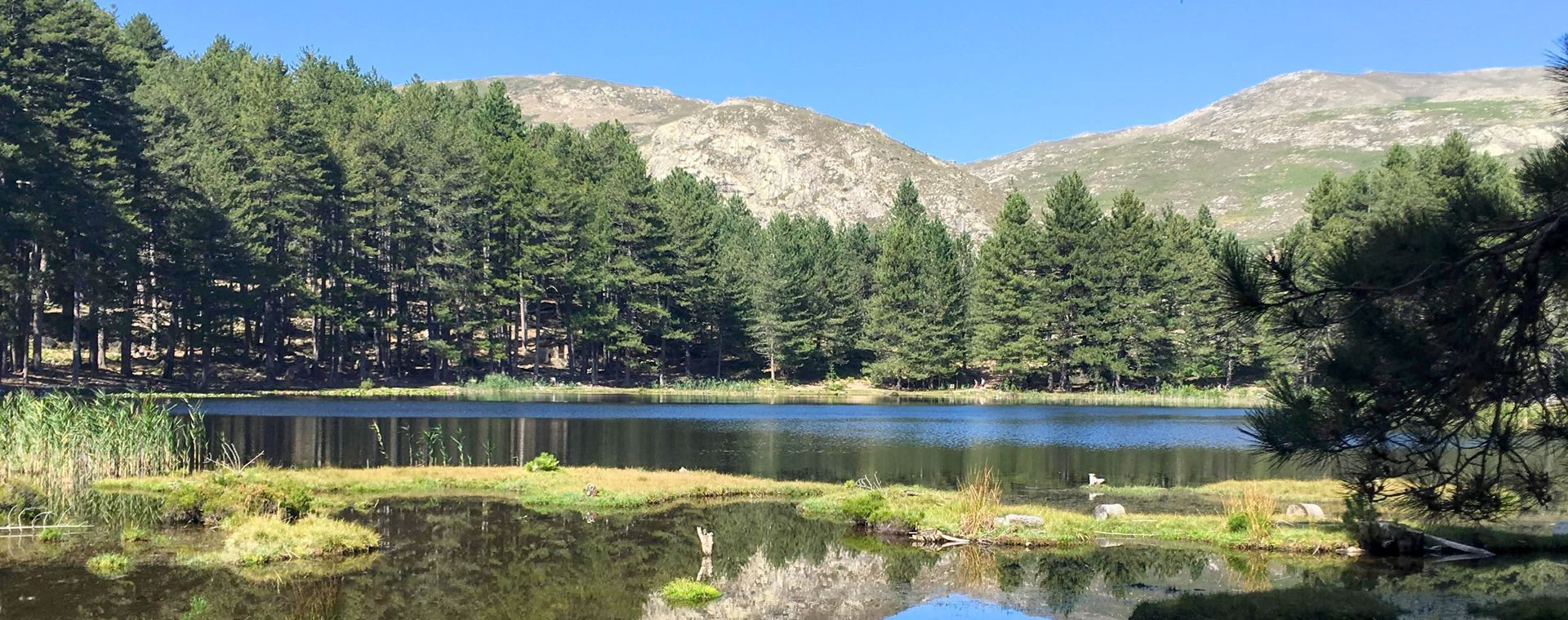 Lac de Creno entouré de pins laricio - Corse - France