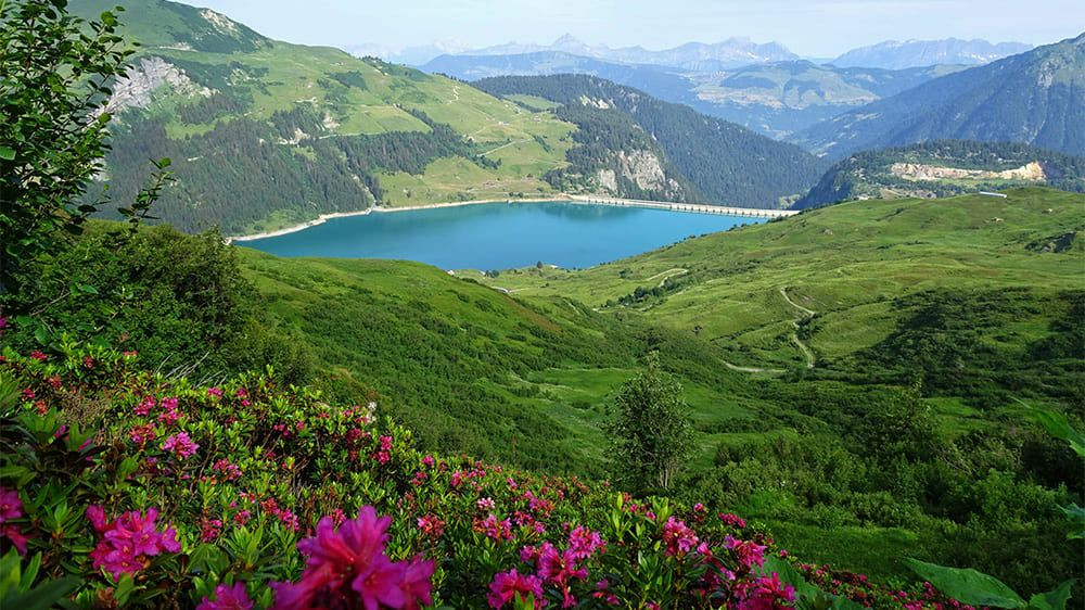 Lac de barrage de Roselend et rhododendrons - Alpes - France