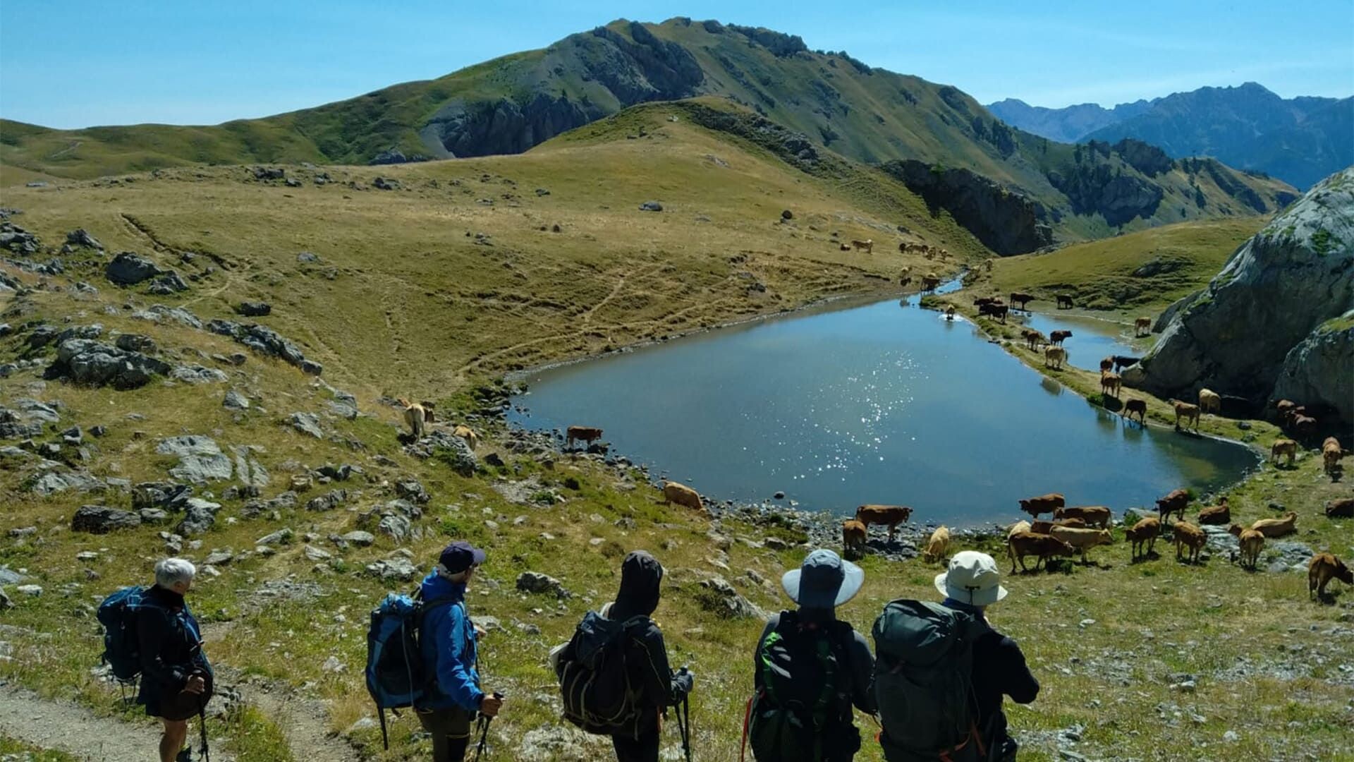 Randonneurs et vaches devant un lac d'altitude - Tour de l'Oisans - Alpes - France