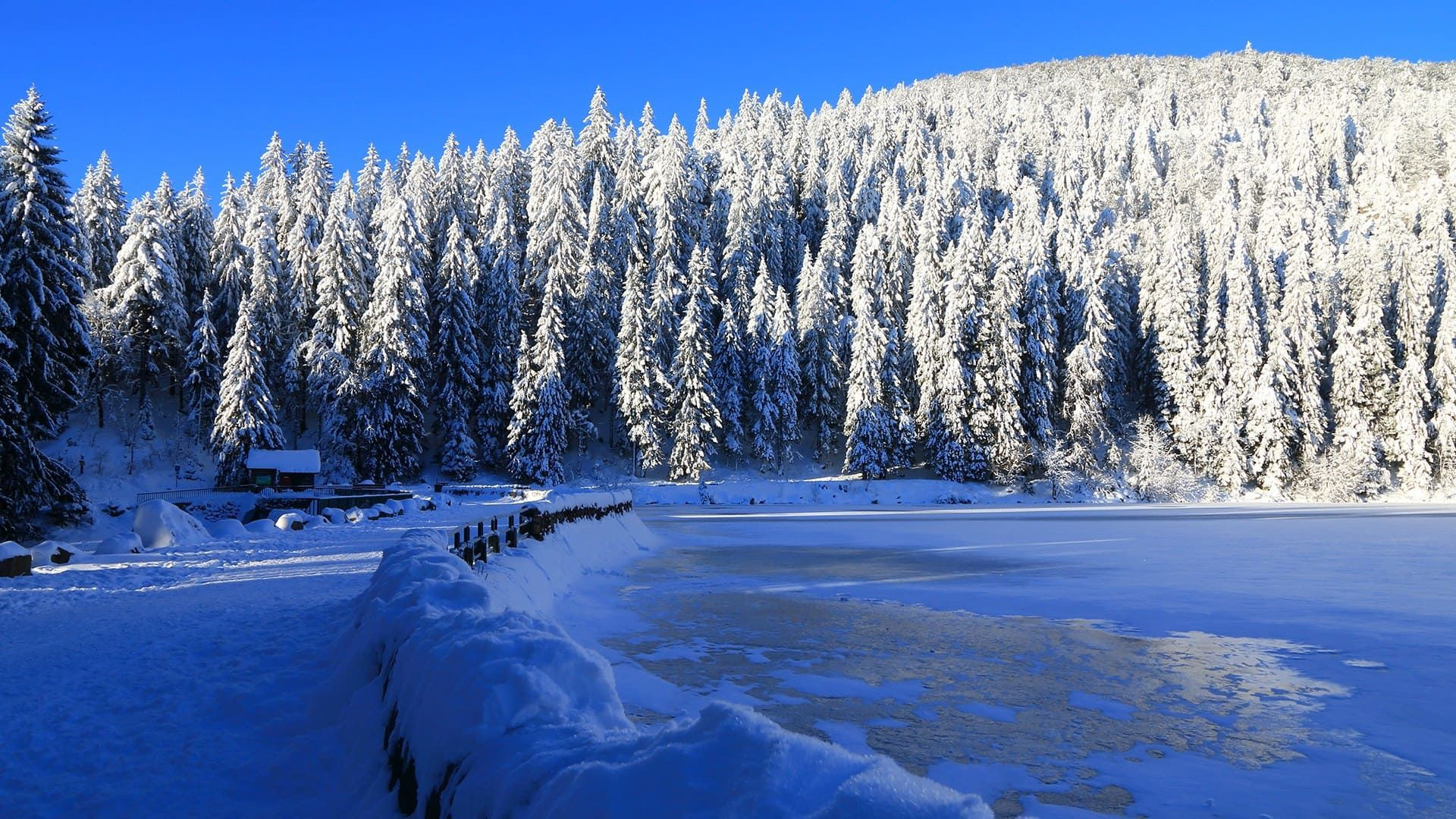 © Adobe Stock Lac gelé bordé de sapins enneigés en hiver - France