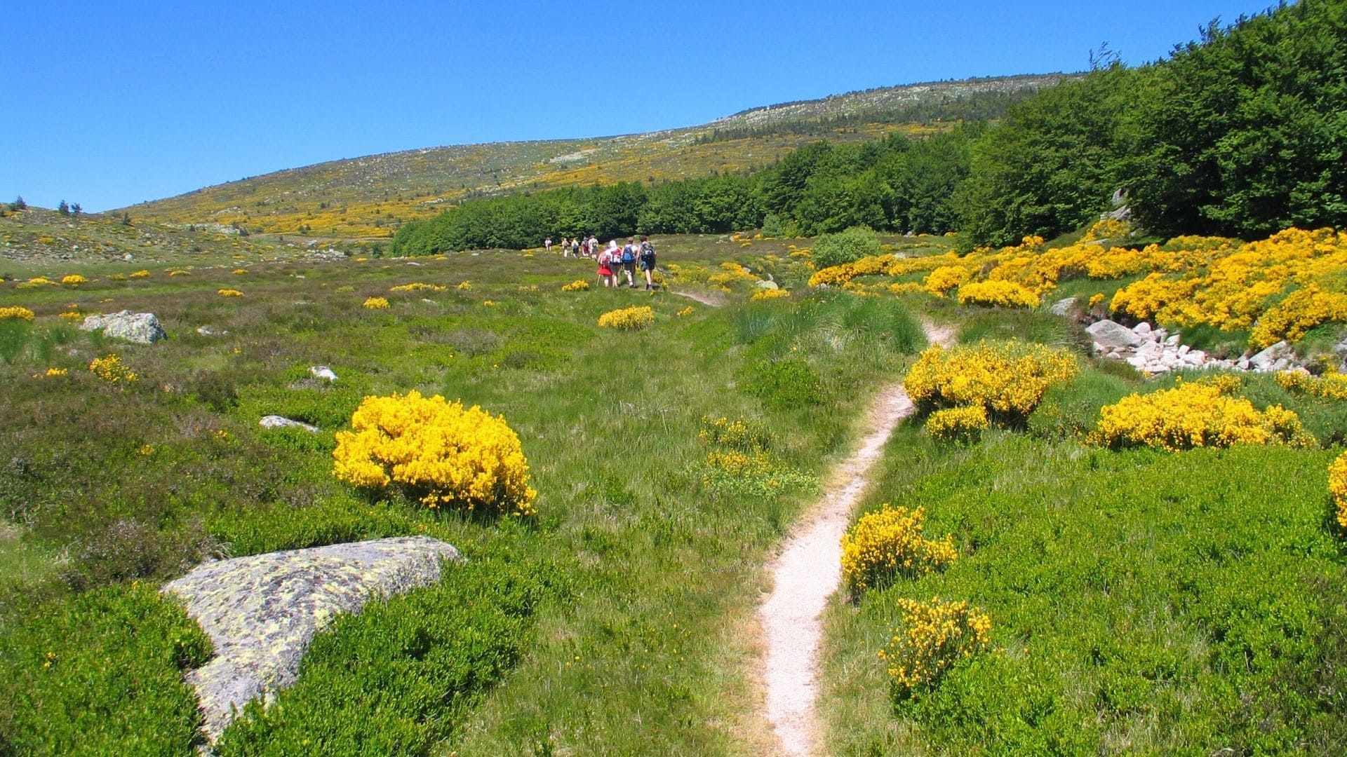 Randonneurs sur un sentier fleuri de genêts - Mont Lozère - France