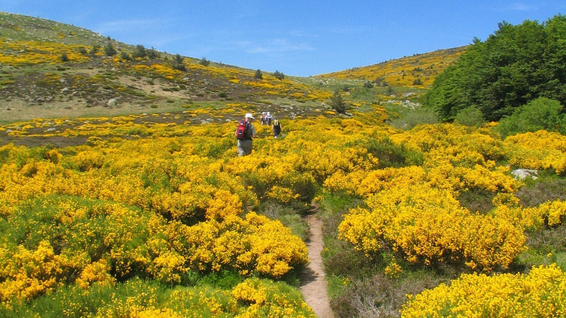 Randonneurs parmi les genêts en fleur - Cévennes - France