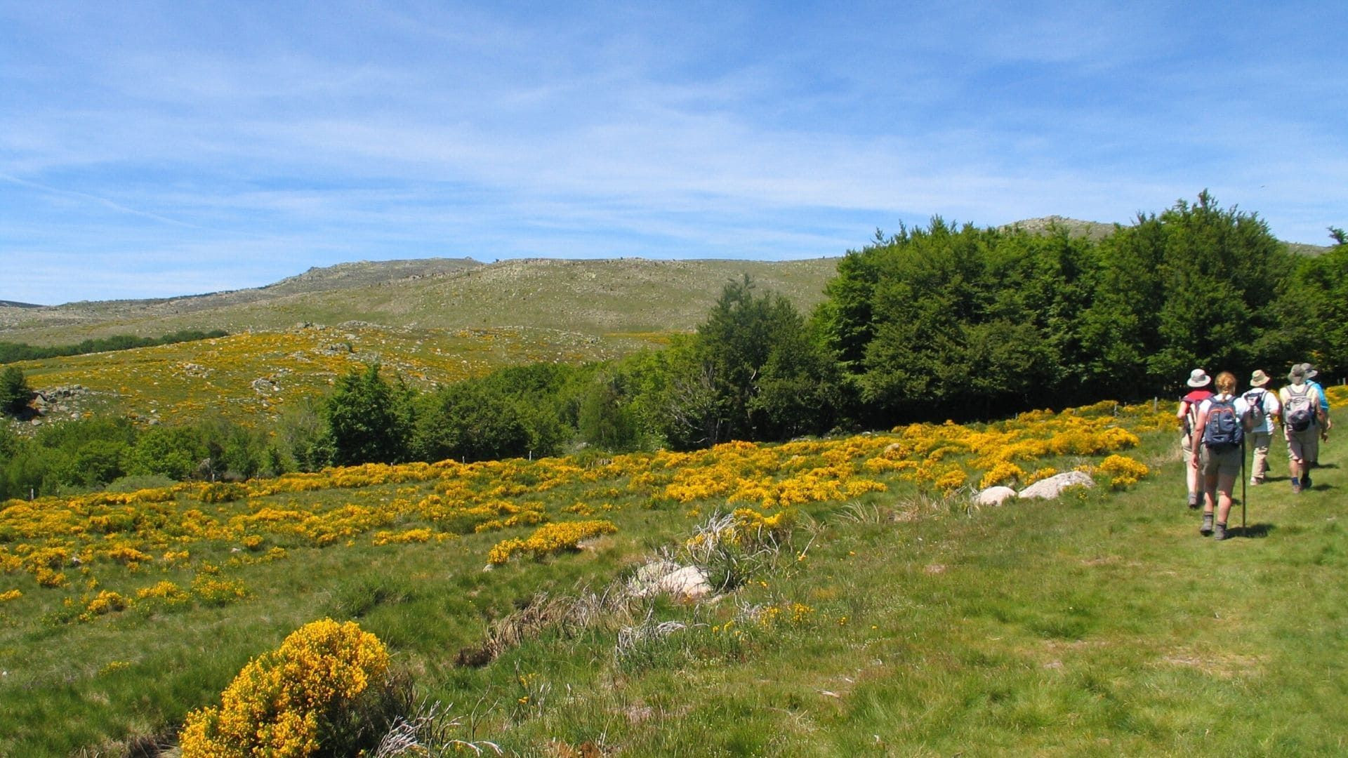 Randonneurs sur les hauts plateaux fleuris de genêts - Mont Lozère - Cévennes